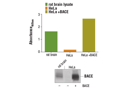 Figure 1: BACE protein was detected from rat brain lysate and HeLa cell lysates, untransfected (-) or transfected with a construct expressing BACE protein (+), using the PathScan ® Total BACE Sandwich ELISA Kit #13907. The absorbance readings at 450 nm are shown in the top figure, while the corresponding western blot using BACE (D10E5) Rabbit mAb #5606 is shown in the lower figure.