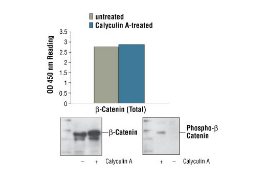 Figure 1: Nonphospho- and phospho-β-catenin proteins from untreated and Calyculin A-treated 293 cells can be detected by PathScan® Total β-Catenin Sandwich ELISA kit #7308 with similar optical density readings. OD 450 readings are shown in the top figure, while the corresponding Western blot using Phospho-β-Catenin (Ser45) Antibody #9564 (right panel) or β-Catenin Antibody #9562 (left panel), is shown in the bottom figure.