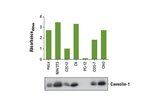 Figure 1. Caveolin-1 protein from human (HeLa), monkey (COS-7), Hamster (CHO), mouse (NIH/3T3), and rat (C6) cells was detected using PathScan ® Total Caveolin-1 Sandwich ELISA Kit. However, this kit has a low detection level for Caveolin-1 in C2C12 cells and has no detection in PC-12 cells. The absorbance readings at 450 nm are shown in the top figure, while corresponding western blots using Caveolin-1 (D46G3) XP ® Rabbit mAb #3267 are shown in the bottom figure.