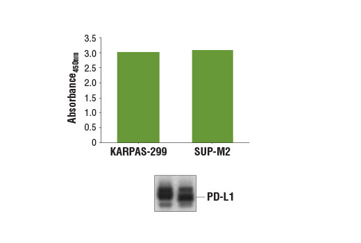 Figure 1. PD-L1 protein is detected from KARPAS-299 and SUP-M2 cell lines using the PathScan ® Total PD-L1 Sandwich ELISA Kit #14784. The absorbance readings at 450 nm are shown in the top figure, while corresponding western blots using PD-L1 (E1L3N ® ) XP ® Rabbit mAb #13684 are shown in the bottom figure. Cell Line Source: Dr. Abraham Karpas at the University of Cambridge.