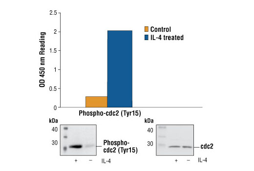 Figure 1: Treatment of HeLa cells with Interleukin-4 stimulates phosphorylation of cdc2 at Tyr15 as detected by PathScan® Phospho-cdc2 (Tyr15) Sandwich ELISA kit #7176, but does not affect the level of total cdc2 protein detected by cdc2 Antibody (#9116). OD 450 readings are shown in the top figure, while the corresponding Western blots using Phospho-cdc2 (Tyr15) Antibody #9111 (left panel) or cdc2 Antibody #9116 (right panel) is shown in the bottom figure.