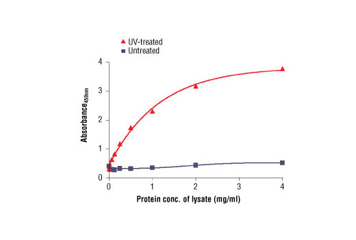 Figure 2. The relationship between the protein concentration of lysates from untreated and UV-treated HeLa cells and the absorbance at 450 nm using the PathScan® Phospho-Chk1 (Ser317) Sandwich ELISA Kit #7870 is shown.