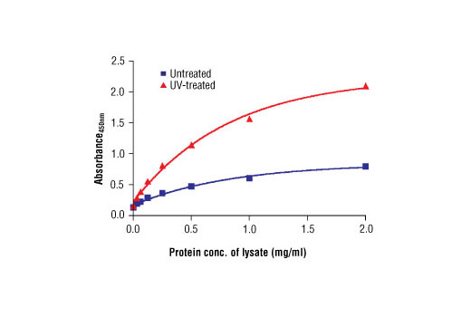 Figure 2. The relationship between the protein concentration of lysates from untreated and UV-treated HeLa cells and the absorbance at 450 nm using the PathScan ® Phospho-Chk2 (Thr68) Sandwich ELISA Kit #7037 is shown.