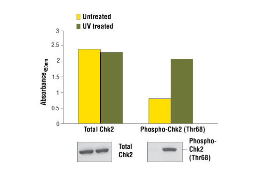 Figure 1. Treatment of HeLa cells with UV stimulates phosphorylation of Chk2 at Thr68, detected by the PathScan ® Phospho-Chk2 (Thr68) Sandwich ELISA Kit #7037, but does not affect the levels of total Chk2 detected by PathScan ® Total Chk2 Sandwich ELISA Kit #7045. HeLa cells (80-90% confluent) were treated with 100 mJ/cm2 UV with 1 hour recovery at 37º C. The absorbance readings at 450 nm are shown in the top figure, while the corresponding western blots using Chk2 (1C12) Mouse mAb #3440 (left panel) or Phospho-Chk2 (Thr68) (C13C1) Rabbit mAb #2197 (right panel) are shown in the bottom figure.