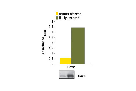 Figure 1. Treatment of CCD-1070Sk cells with IL-1β stimulates expression of Cox2 as detected by the PathScan ® Total Cox2 Sandwich ELISA Kit. CCD-1070Sk cells (80-90% confluent) were serum starved or treated with hIL-1β #8900 (5 ng/ml, 16 hr). The absorbance readings at 450 nm are shown in the top figure, while the corresponding western blot using Cox2 Antibody #4842 is shown in the bottom figure.