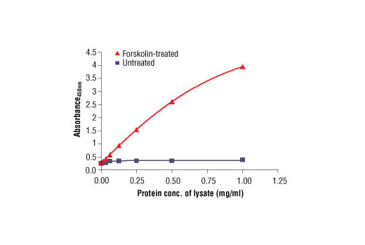 Figure 2. The relationship between the protein concentration of lysates from untreated and forskolin-treated SK-N-MC cells and the absorbance at 450 nm using the PathScan ® Phospho-CREB (Ser133) Sandwich ELISA Kit is shown.