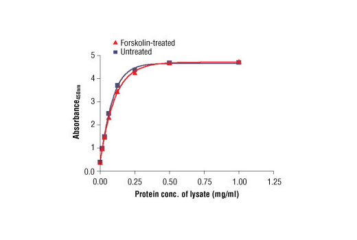 Figure 2. The relationship between the protein concentration of lysates from untreated and forskolin-treated SK-N-MC cells and the absorbance at 450 nm using the PathScan ® Total CREB Sandwich ELISA Kit is shown.