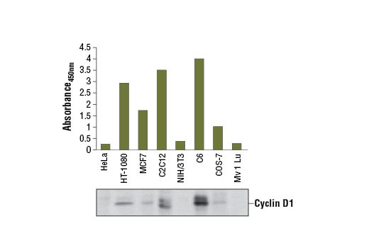 Figure 1. Cyclin D1 protein from human (HT-1080 and MCF7), monkey (COS-7), mouse (C2C12), and rat (C6) cells was detected using PathScan ® Total Cyclin D1 Sandwich ELISA Kit #7918. However, this kit has a low detection level for cyclin D1 in some cell lines, such as HeLa, Mv 1 Lu or NIH/3T3. The absorbance readings at 450 nm are shown in the top figure, while the corresponding western blot using Cyclin D1 Antibody #2922, is shown in the bottom figure.