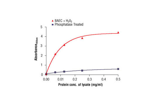 Figure 2. The relationship between the protein concentration of lysates from BAEC cells treated with H 2 O 2 or λ-phosphatase-treated lysate and the absorbance at 450 nm using PathScan ® Phospho-eNOS (Ser1177) Sandwich ELISA Kit #7980 is shown.