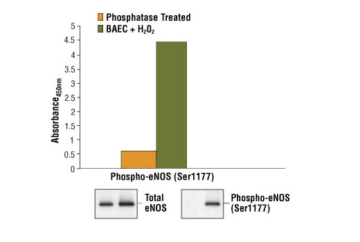 Figure 1. Treatment of BAEC cells with 500 µM of H 2 O 2 increases phosphorylation of eNOS at Ser1177, detected by the PathScan ® Phospho-eNOS (Ser1177) Sandwich ELISA Kit #7980. The absorbance readings at 450 nm are shown in the top figure, while the corresponding western blots using eNOS Antibody #9572 (left panel) or Phospho-eNOS (Ser1177) (C9C3) Rabbit mAb #9570 (right panel) are shown in the bottom figure.