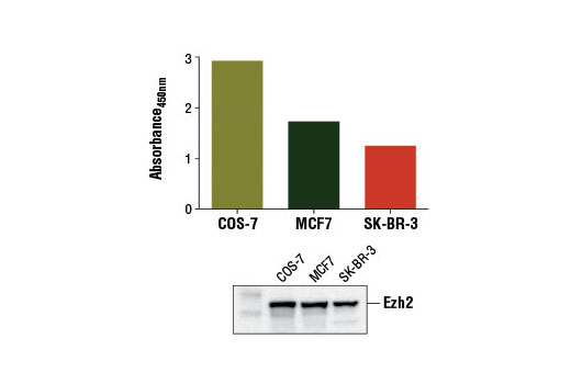 Figure 1. Ezh2 protein was detected from COS-7, MCF7, and SK-BR-3 cells using the PathScan ® Total Ezh2 Sandwich ELISA Kit #13278. The absorbance readings at 450 nm are shown in the top figure while the corresponding western blot using Ezh2 (AC22) Mouse mAb #3147 is shown in the bottom figure.
