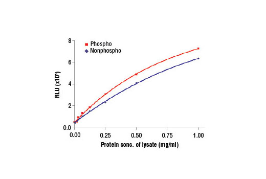 Figure 2. The relationship between protein concentration of lysates prepared using H1975 cells, lysed with (phospho) and without (nonphospho) the addition of phosphatase inhibitors to the lysis buffer, and immediate light generation using chemiluminescent substrate.