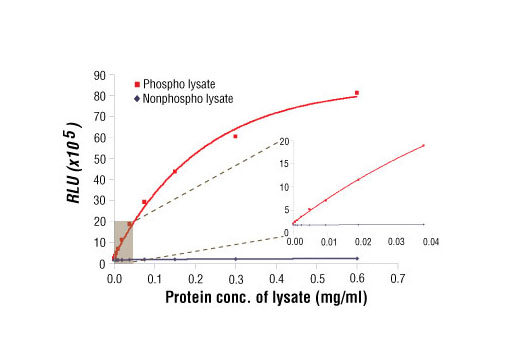 Relationship between protein concentration of lysates from phospho or nonphospho SEM cells and immediate light generation with chemiluminescent substrate is shown. SEM cells in exponential growth (10 6 cells/ml) were lysed with or without the addition of phosphatase inhibitor to the lysis buffer (phospho or nonphospho lysate). The graph inset corresponding to the shaded area shows high sensitivity and a linear response at the low protein concentration range.