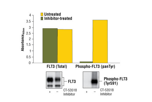 Figure 1: Constitutive phosphorylated of FLT3 in SEM cells is detected by PathScan ® Phospho-FLT3 (panTyr) Sandwich ELISA kit #7761. In contrast, only a low level of phospho-FLT3 protein is detected in SEM cells treated with CT-53518, an inhibitor of FLT3 tyrosine phosphorylation. The inhibitor does not affect the level of total FLT3 protein detected by PathScan ® Total FLT3 Sandwich ELISA kit #7202. Absorbance at 450 nm is shown in the top figure, while the corresponding western blots using Phospho-FLT3 (Tyr591) Antibody #3461 (right panel) or FLT3 Rabbit mAb #3462 (left panel), is shown in the bottom figure.
