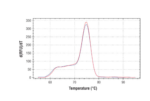 PCR product melting curves were obtained for real-time PCR reactions performed using SimpleChIP ® Human IKZF3 Promoter Primers. Data is shown for both duplicate PCR reactions using 20 ng of total DNA. The melt curve consists of 80 melt cycles, starting at 55°C with increments of 0.5°C per cycle. Each peak is formed from the degradation of a single PCR product.