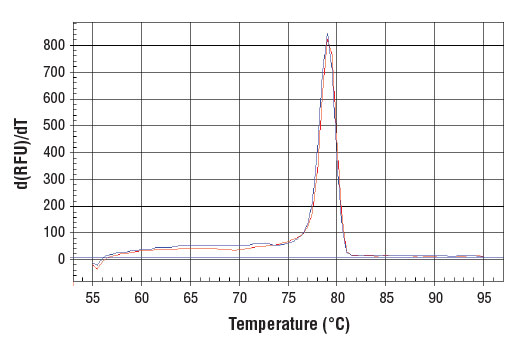 PCR product melting curves were obtained for real-time PCR reactions performed using SimpleChIP ® Human FDPS Promoter Primers. Data is shown for both duplicate PCR reactions using 20 ng of total DNA. The melt curve consists of 80 melt cycles, starting at 55°C with increments of 0.5°C per cycle. Each peak is formed from the degradation of a single PCR product.