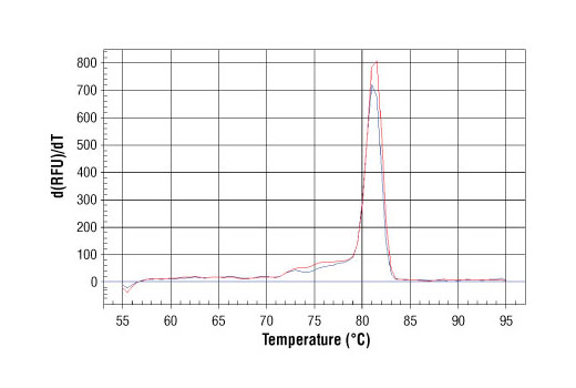 PCR product melting curves were obtained for real-time PCR reactions performed using SimpleChIP ® Mouse GAPDH Intron 2 Primers. Data is shown for both duplicate PCR reactions using 20 ng of total DNA. The melt curve consists of 80 melt cycles, starting at 55°C with increments of 0.5°C per cycle. Each peak is formed from the degradation of a single PCR product.