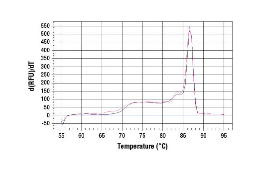 PCR product melting curves were obtained for real-time PCR reactions performed using SimpleChIP ® Rat GAPDH Promoter Primers. Data is shown for both duplicate PCR reactions using 20 ng of total DNA. The melt curve consists of 80 melt cycles, starting at 55°C with increments of 0.5°C per cycle. Each peak is formed from the degradation of a single PCR product.