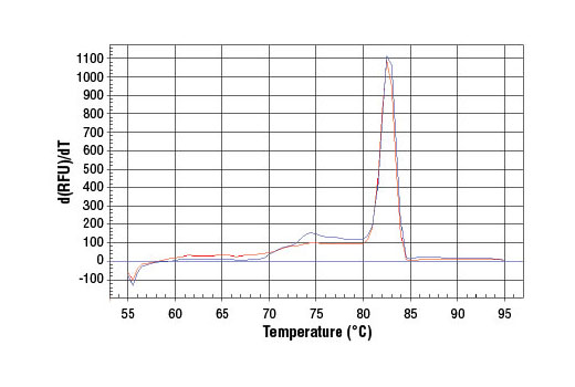 PCR product melting curves were obtained for real-time PCR reactions performed using SimpleChIP ® Mouse HoxD10 Exon 1 Primers. Data is shown for both duplicate PCR reactions using 20 ng of total DNA. The melt curve consists of 80 melt cycles, starting at 55°C with increments of 0.5°C per cycle. Each peak is formed from the degradation of a single PCR product.