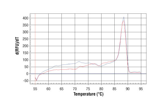 PCR product melting curves were obtained for real-time PCR reactions performed using SimpleChIP ® Human H19/Igf2 Imprinting Control Region Primers. Data is shown for both duplicate PCR reactions using 20 ng of total DNA. The melt curve consists of 80 melt cycles, starting at 55°C with increments of 0.5°C per cycle. Each peak is formed from the degradation of a single PCR product.