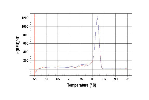 PCR product melting curves were obtained for real-time PCR reactions performed using SimpleChIP ® Mouse MEST Intron 1 Primers. Data is shown for both duplicate PCR reactions using 20 ng of total DNA. The melt curve consists of 80 melt cycles, starting at 55°C with increments of 0.5°C per cycle. Each peak is formed from the degradation of a single PCR product.
