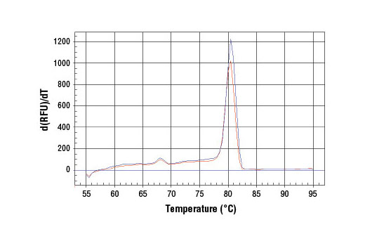 PCR product melting curves were obtained for real-time PCR reactions performed using SimpleChIP ® Mouse MEST Promoter Primers. Data is shown for both duplicate PCR reactions using 20 ng of total DNA. The melt curve consists of 80 melt cycles, starting at 55°C with increments of 0.5°C per cycle. Each peak is formed from the degradation of a single PCR product.