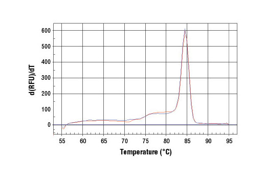 PCR product melting curves were obtained for real-time PCR reactions performed using SimpleChIP ® Human MITF Promoter Primers. Data are shown for duplicate PCR reactions using 20 ng of total DNA. The melt curve consists of 80 melt cycles, starting at 55°C with increments of 0.5°C per cycle. Each peak is formed from the degradation of a single PCR product.