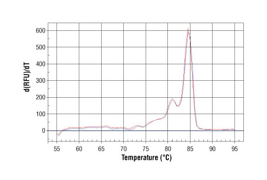 PCR product melting curves were obtained for real-time PCR reactions performed using SimpleChIP ® Mouse MYT-1 Promoter Primers. Data is shown for both duplicate PCR reactions using 20 ng of total DNA. The melt curve consists of 80 melt cycles, starting at 55°C with increments of 0.5°C per cycle. Each peak is formed from the degradation of a single PCR product.