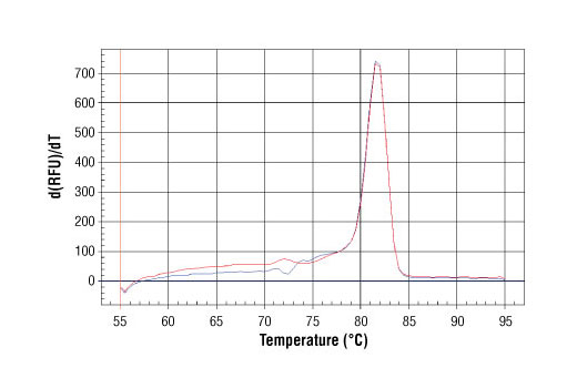 PCR product melting curves were obtained for real-time PCR reactions performed using SimpleChIP ® Human MYT-1 Exon 1 Primers. Data is shown for both duplicate PCR reactions using 20 ng of total DNA. The melt curve consists of 80 melt cycles, starting at 55°C with increments of 0.5°C per cycle. Each peak is formed from the degradation of a single PCR product.