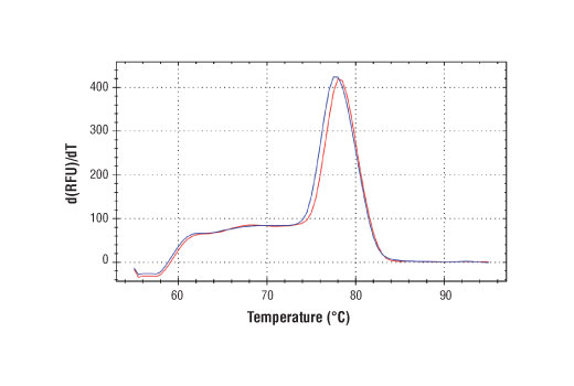 PCR product melting curves were obtained for real-time PCR reactions performed using SimpleChIP ® Human Nanog Promoter Primers. Data is shown for both duplicate PCR reactions using 20 ng of total DNA. The melt curve consists of 80 melt cycles, starting at 55°C with increments of 0.5°C per cycle. Each peak is formed from the degradation of a single PCR product.