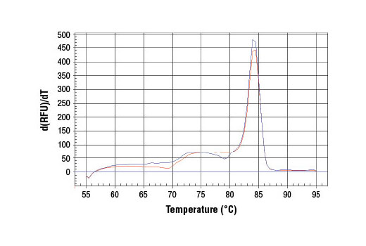 PCR product melting curves were obtained for real-time PCR reactions performed using SimpleChIP ® Human PMAIP1 Intron 1 Primers. Data is shown for duplicate PCR reactions using 20 ng of total DNA. The melt curve consists of 80 melt cycles, starting at 55°C with increments of 0.5°C per cycle. Each peak is formed from the degradation of a single PCR product.