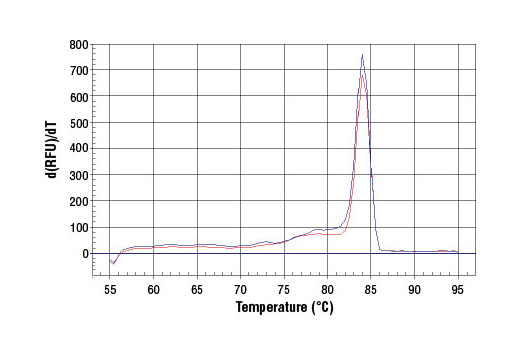 PCR product melting curves were obtained for real-time PCR reactions performed using SimpleChIP ® Human PRF1 Promoter Primers. Data is shown for both duplicate PCR reactions using 20 ng of total DNA. The melt curve consists of 80 melt cycles, starting at 55°C with increments of 0.5°C per cycle. Each peak is formed from the degradation of a single PCR product.