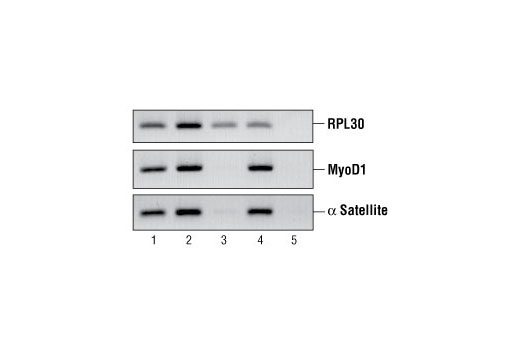 Chromatin immunoprecipitations were performed using digested chromatin from HeLa cells and either Histone H3 (D2B12) XP ® Rabbit mAb (ChIP Formulated) #4620 (lane 2), Rpb1 CTD (4H8) Mouse mAb #2629 (lane 3), Di-Methyl Histone H3 (Lys9) Antibody #9753 (lane 4), or Normal Rabbit IgG #2729 (lane 5). Purified DNA was analyzed by standard PCR methods using SimpleChIP ® Human RPL30 Exon 3 Primers #7014, SimpleChIP ® Human MyoD1 Exon 1 Primers #4490, and SimpleChIP ® Human α Satellite Repeat Primers #4486. PCR products were observed for each primer set in the input sample (lane 1) and various protein-specific immunoprecipitations, but not in the immunoprecipitation using Normal Rabbit IgG #2729 (lane 5).