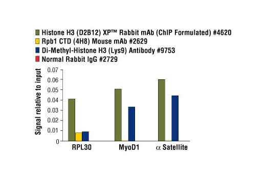 Chromatin immunoprecipitations were performed using digested chromatin from HeLa cells and the indicated antibodies. Purified DNA was analyzed by quantitative real-time PCR, using SimpleChIP ® Human RPL30 Exon 3 Primers #7014, SimpleChIP ® Human MyoD1 Exon 1 Primers #4490, and SimpleChIP ® Human α Satellite Repeat Primers #4486. The relative abundance of each DNA sequence enriched by protein-specific immunoprecipitations is compared to the amount of the same DNA sequence enriched by the non-specific Normal Rabbit IgG #2729 (background).