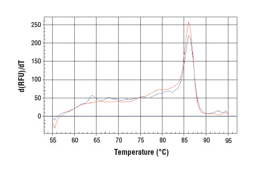 PCR product melting curves were obtained for real-time PCR reactions performed using SimpleChIP ® Human RNU2-1 Promoter Primers. Data is shown for duplicate PCR reactions using 20 ng of total DNA. The melt curve consists of 80 melt cycles, starting at 55°C with increments of 0.5°C per cycle. Each peak is formed from the degradation of a single PCR product.
