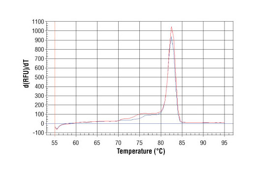 PCR product melting curves were obtained for real-time PCR reactions performed using SimpleChIP ® Mouse RPL30 Intron 2 Primers. Data is shown for both duplicate PCR reactions using 20 ng of total DNA. The melt curve consists of 80 melt cycles, starting at 55°C with increments of 0.5°C per cycle. Each peak is formed from the degradation of a single PCR product.