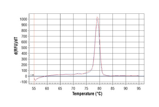 PCR product melting curves were obtained for real-time PCR reactions performed using SimpleChIP ® Human Sat2 Repeat Element Primers. Data is shown for both duplicate PCR reactions using 20 ng of total DNA. The melt curve consists of 80 melt cycles, starting at 55°C with increments of 0.5°C per cycle. Each peak is formed from the degradation of a single PCR product.