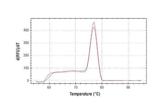 PCR product melting curves were obtained for real-time PCR reactions performed using SimpleChIP ® Mouse SLA2 Promoter Primers. Data is shown for both duplicate PCR reactions using 20 ng of total DNA. The melt curve consists of 80 melt cycles, starting at 55°C with increments of 0.5°C per cycle. Each peak is formed from the degradation of a single PCR product.