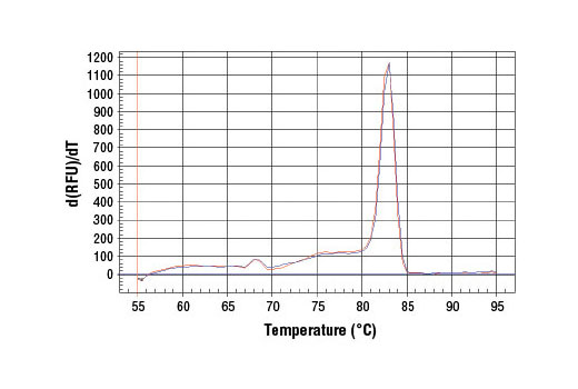 PCR product melting curves were obtained for real-time PCR reactions performed using SimpleChIP ® Human StAR Intron 1 Primers. Data is shown for both duplicate PCR reactions using 20 ng of total DNA. The melt curve consists of 80 melt cycles, starting at 55°C with increments of 0.5°C per cycle. Each peak is formed from the degradation of a single PCR product.
