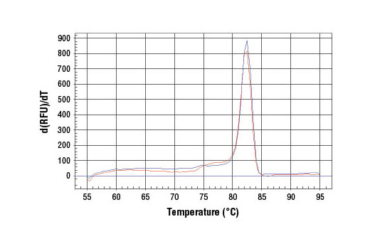 PCR product melting curves were obtained for real-time PCR reactions performed using SimpleChIP ® Human pS2 Promoter Primers. Data is shown for both duplicate PCR reactions using 20 ng of total DNA. The melt curve consists of 80 melt cycles, starting at 55°C with increments of 0.5°C per cycle. Each peak is formed from the degradation of a single PCR product.