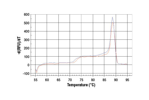 PCR product melting curves were obtained for real-time PCR reactions performed using SimpleChIP ® Human Timeless Intron 1 Primers. Data is shown for both duplicate PCR reactions using 20 ng of total DNA. The melt curve consists of 80 melt cycles, starting at 55°C with increments of 0.5°C per cycle. Each peak is formed from the degradation of a single PCR product.