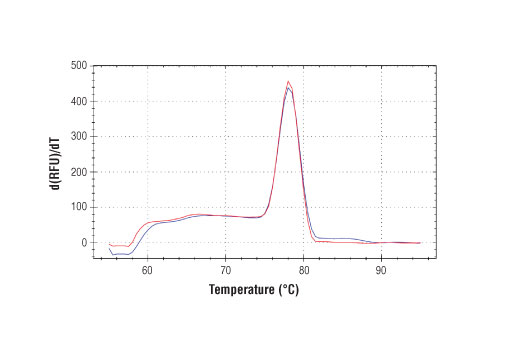 PCR product melting curves were obtained for real-time PCR reactions performed using SimpleChIP ® Human ZNF19 Intron 3 Primers. Data is shown for both duplicate PCR reactions using 20 ng of total DNA. The melt curve consists of 80 melt cycles, starting at 55°C with increments of 0.5°C per cycle. Each peak is formed from the degradation of a single PCR product.