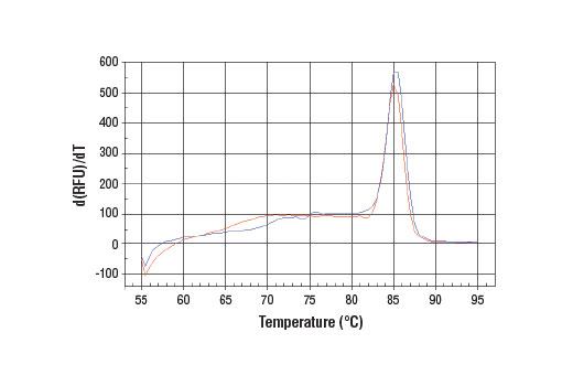 PCR product melting curves were obtained for real-time PCR reactions performed using SimpleChIP ® Human 28S rDNA Repeat Primers. Data is shown for both duplicate PCR reactions using 20 ng of total DNA. The melt curve consists of 80 melt cycles, starting at 55°C with increments of 0.5°C per cycle. Each peak is formed from the degradation of a single PCR product.
