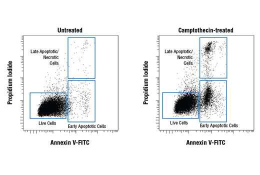 Flow cytometric analysis of Jurkat cells untreated (left) or treated with camptothecin (10uM, 4 hr; right) using Annexin V-FITC Early Apoptosis Detection Kit.