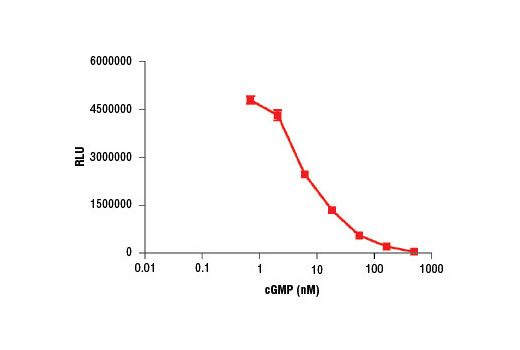 Figure 1: cGMP Standard was diluted in 1X Cell Lysis Buffer #9803 and samples were assayed following the Cyclic GMP XP ® Chemiluminescent Assay Kit protocol. This standard curve is for demonstration purposes only; users should generate a standard curve for each sample set in order to accurately determine cGMP concentration.