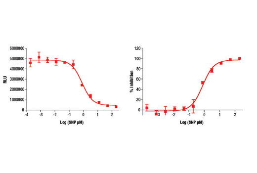 Figure 2: Treatment of RFL-6 cells with sodium nitroprusside (SNP) increases cGMP concentration as detected by Cyclic GMP XP ® Chemiluminescent Assay Kit #8020. RFL-6 cells were seeded at 2x10 5 cells/well in a 12-well plate and incubated overnight. Cells were either left untreated or pretreated with 0.5 mM IBMX for 15 minutes prior to SNP treatment (30 minutes) and lysed with 1X Cell Lysis Buffer #9803. The light emission values (left) and percentage of activity (right) are shown above. The percentage of activity is calculated as follows: % activity=100x[(RLU-RLU basal )/(RLU max -RLU basal )], where RLU is the relative light unit, RLU max is the light emission at maximum stimulation (i.e., high SNP concentration), and RLU basal is the light emission at basal level (no SNP). SNP is a nitric oxide donor that directly activates soluble guanylyl cyclases and increases cellular cGMP concentration. IBMX is a non-specific inhibitor of cAMP and cGMP phosphodiesterases that promotes accumulation of cAMP and cGMP in cells.