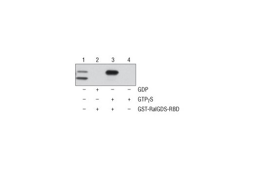 Figure 1. NIH/3T3 cell lysates (500 µl at 1 mg/ml) were treated in vitro with GTPγS or GDP to activate or inactivate Rap1 (refer to optional step C in protocol). The lysates were then incubated with glutathione resin and GST-RalGDS-RBD (lanes 2 and 3). GTPγS-treated lysate was also incubated without GST-RalGDS-RBD in the presence of glutathione resin as a negative control (lane 4). Western blot analysis of cell lysate (20 µg, lane 1) or 20 µl of the eluted samples (lanes 2, 3, and 4) was performed using a Rap1 Rabbit Antibody. Anti-rabbit IgG, HRP-linked Antibody #7074 was used as the secondary antibody. Detection was performed using 1X LumiGLO ® reagent and peroxide (20X LumiGLO ® Reagent and 20X Peroxide #7003), followed by exposure to x-ray film.