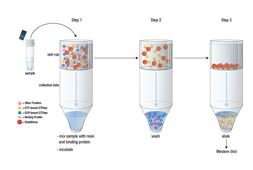 Figure 2. The GTP-bound GTPase pull-down process can be divided into 3 steps as shown. Step 1: Mix sample, binding protein, and glutathione resin in the spin cup and incubate at 4ºC to allow GTP-bound GTPase binding to the glutathione resin through GST-linked binding protein. Step 2: Remove unbound proteins by centrifugation. Step 3: Elute glutathione resin-bound GTPase with SDS buffer. The eluted sample can then be analyzed by western blot.
