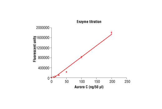 Figure 3. Dose dependence curve of Aurora C kinase activity: DELFIA® data generated using Phospho-PLK (Ser137) Antibody #5070 to detect phosphorylation of substrate peptide (#1300) by Aurora C kinase. In a 50 µl reaction, increasing amounts of Aurora C and 1.5 µM substrate peptide were used per reaction at room temperature for 30 minutes. (DELFIA® is a registered trademark of PerkinElmer, Inc.)