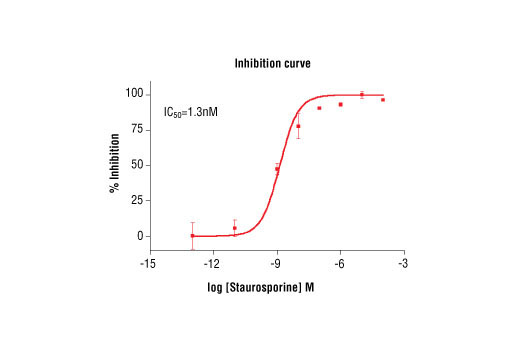 Figure 5. Staurosporine inhibition of Aurora C kinase activity: DELFIA® data generated using Phospho-PLK (Ser137) Antibody #5070 to detect phosphorylation of Aurora C substrate peptide (#1300) by Aurora C kinase. In a 50 µl reaction, 100 ng Aurora C, 1.5 µM substrate peptide, 50 µM ATP and increasing amounts of staurosporine were used per reaction at room temperature for 30 minutes. (DELFIA® is a registered trademark of PerkinElmer, Inc.)